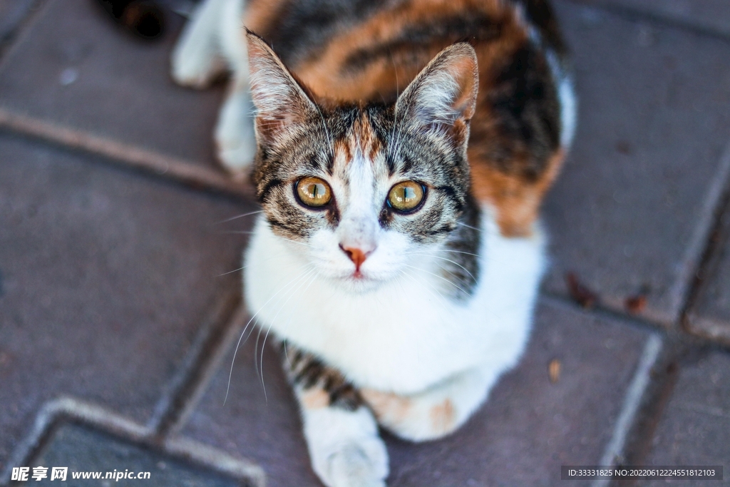 猫