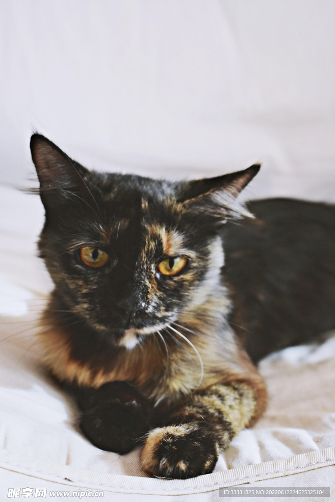 猫