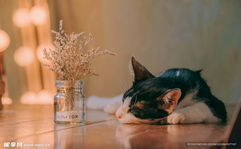 猫