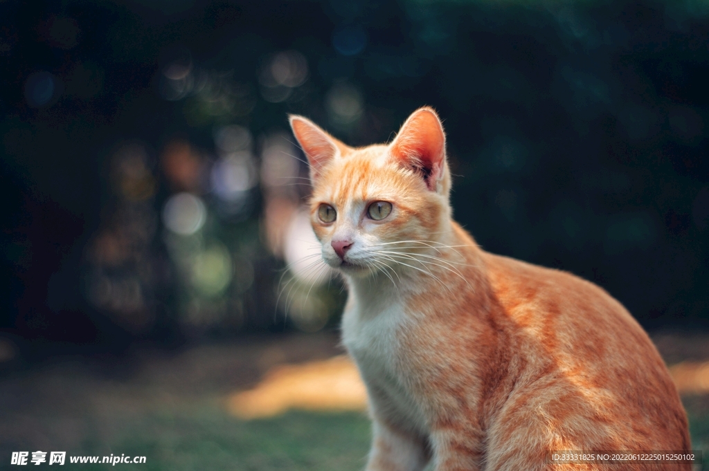 猫