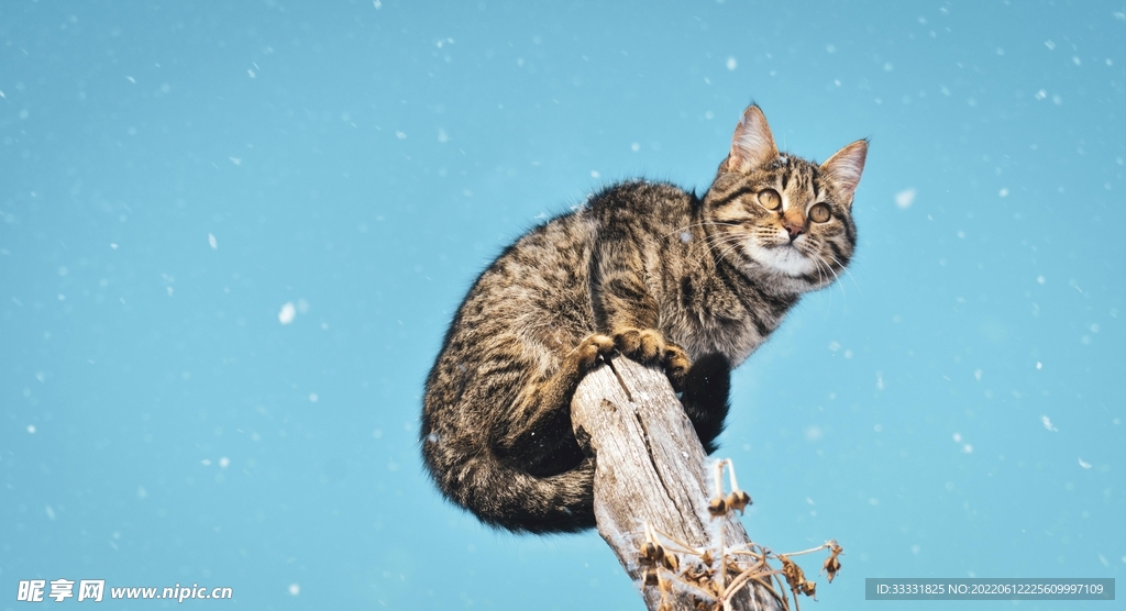 猫
