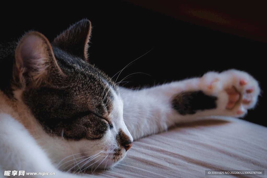 猫