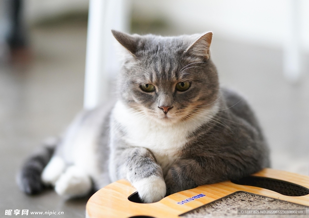 猫