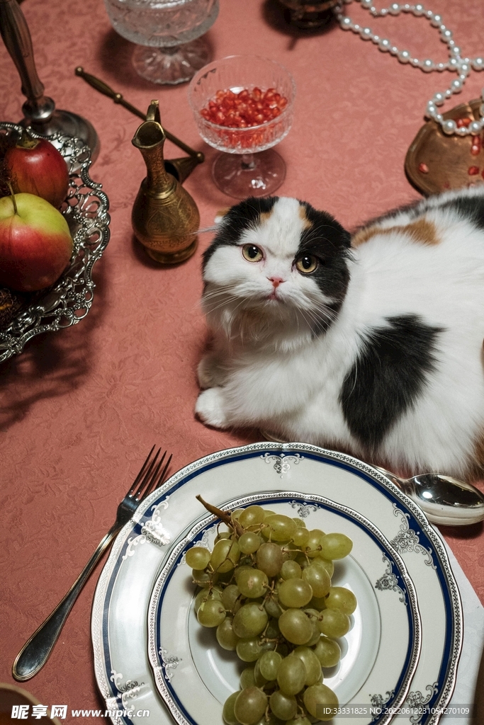 猫