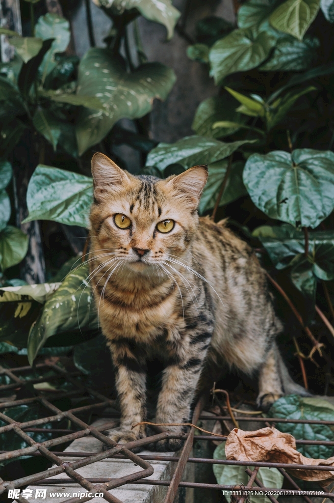猫