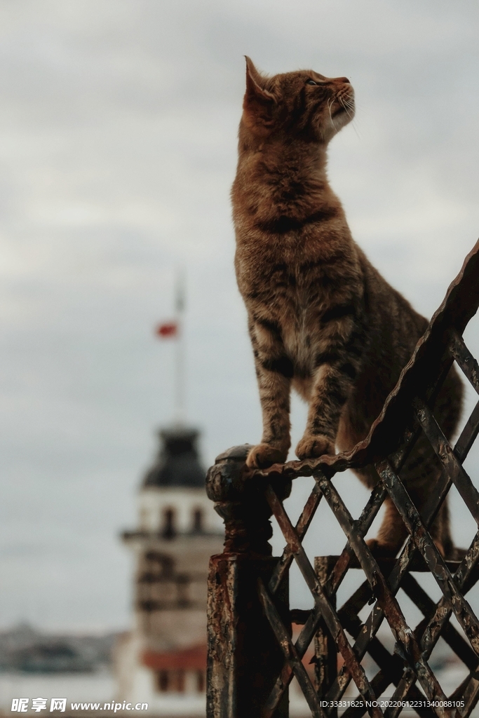 猫