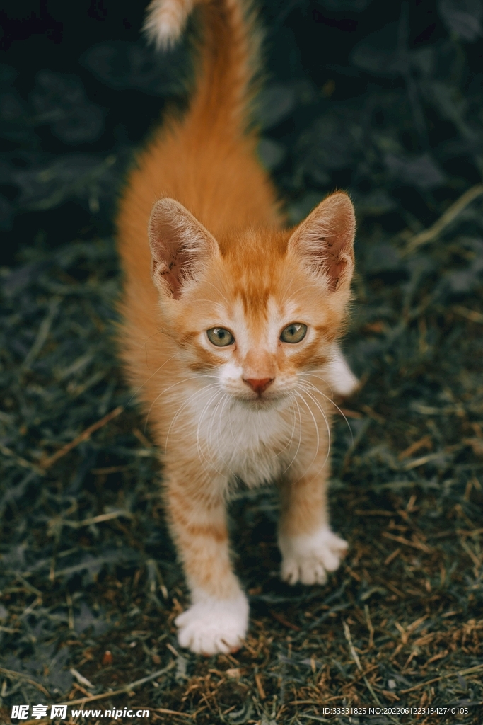 猫