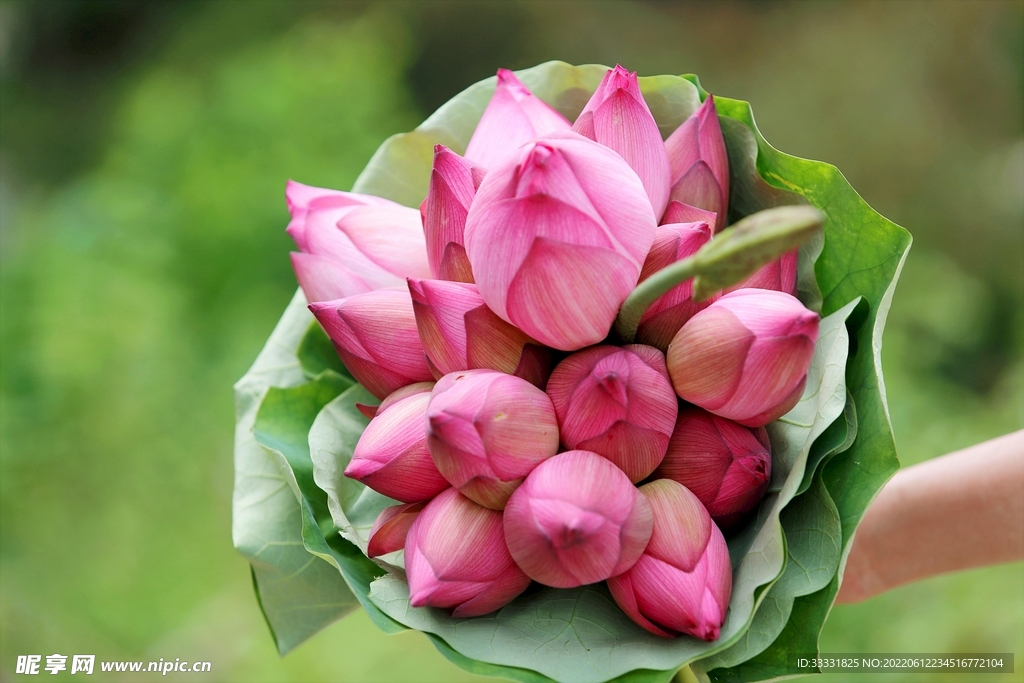 玫瑰花