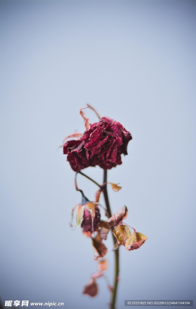 玫瑰花