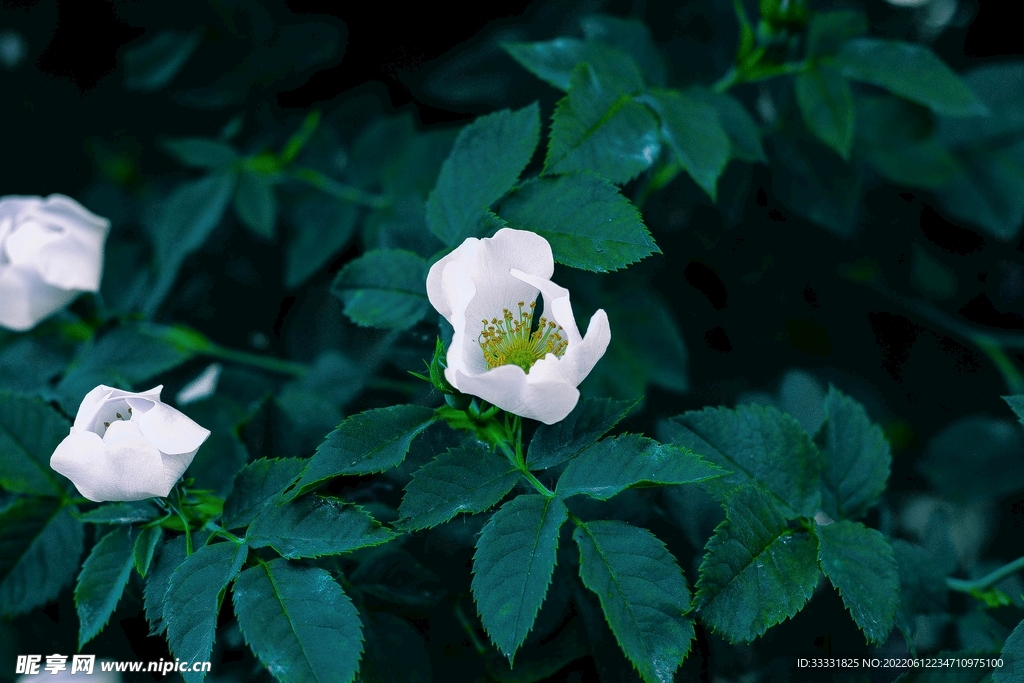 玫瑰花