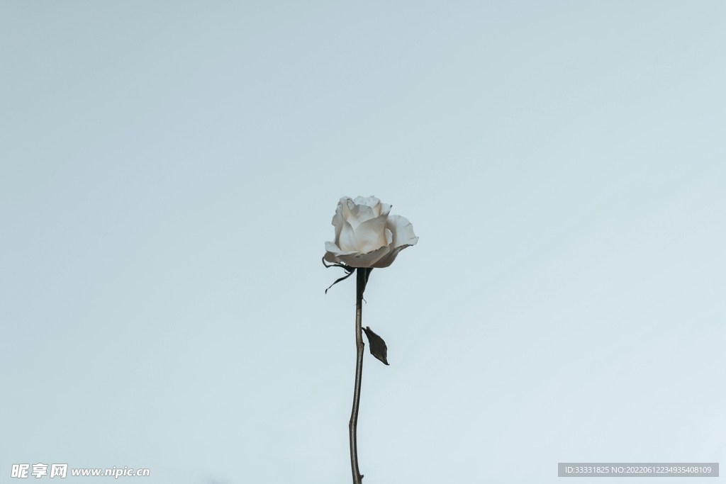 玫瑰花
