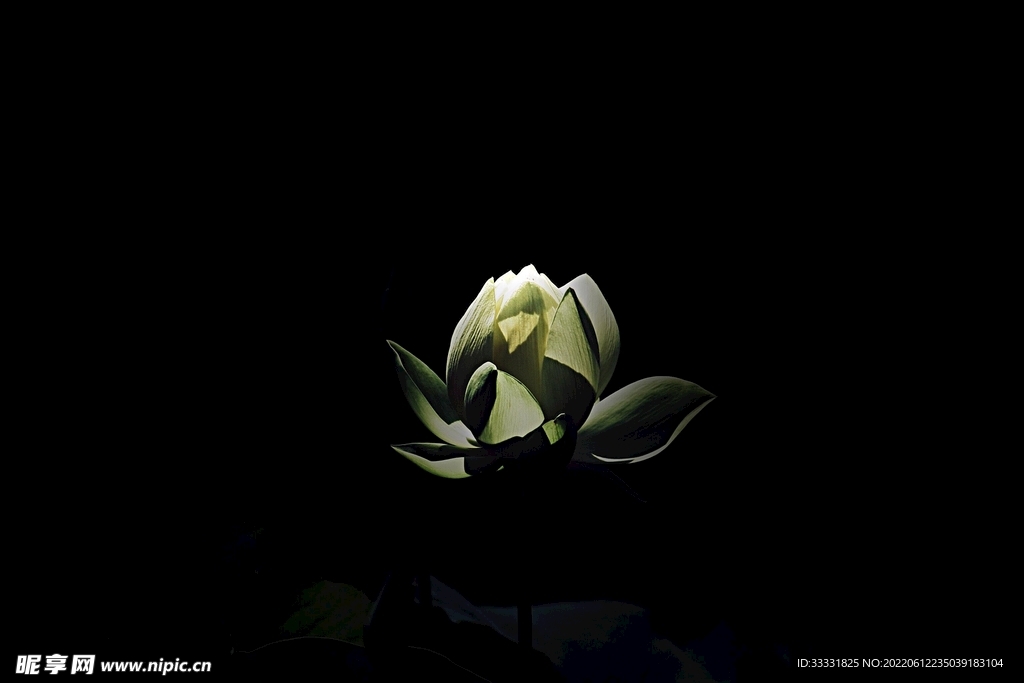 玫瑰花