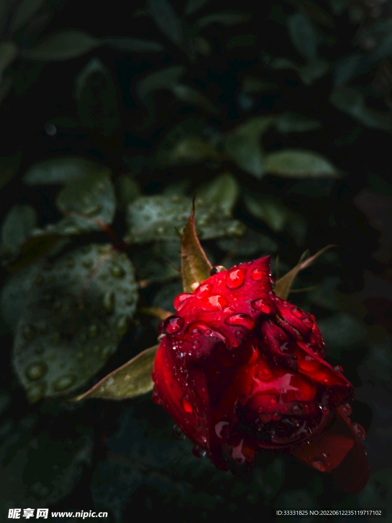 玫瑰花