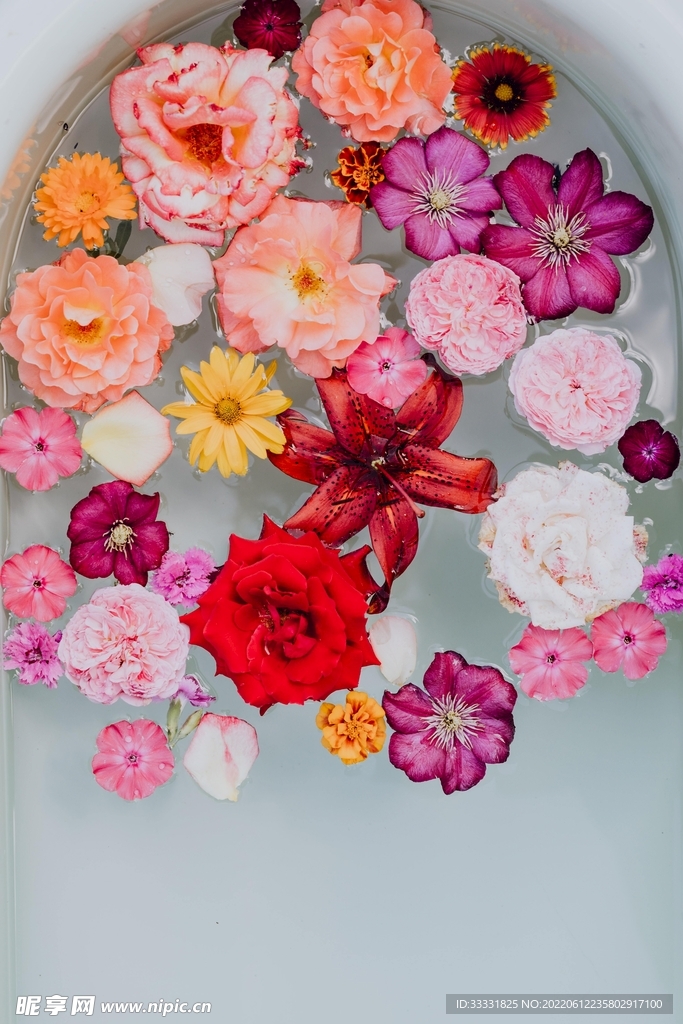 玫瑰花