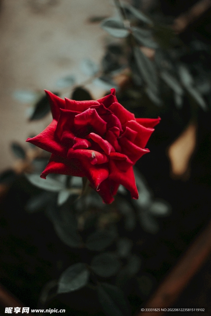 玫瑰花