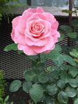 玫瑰花