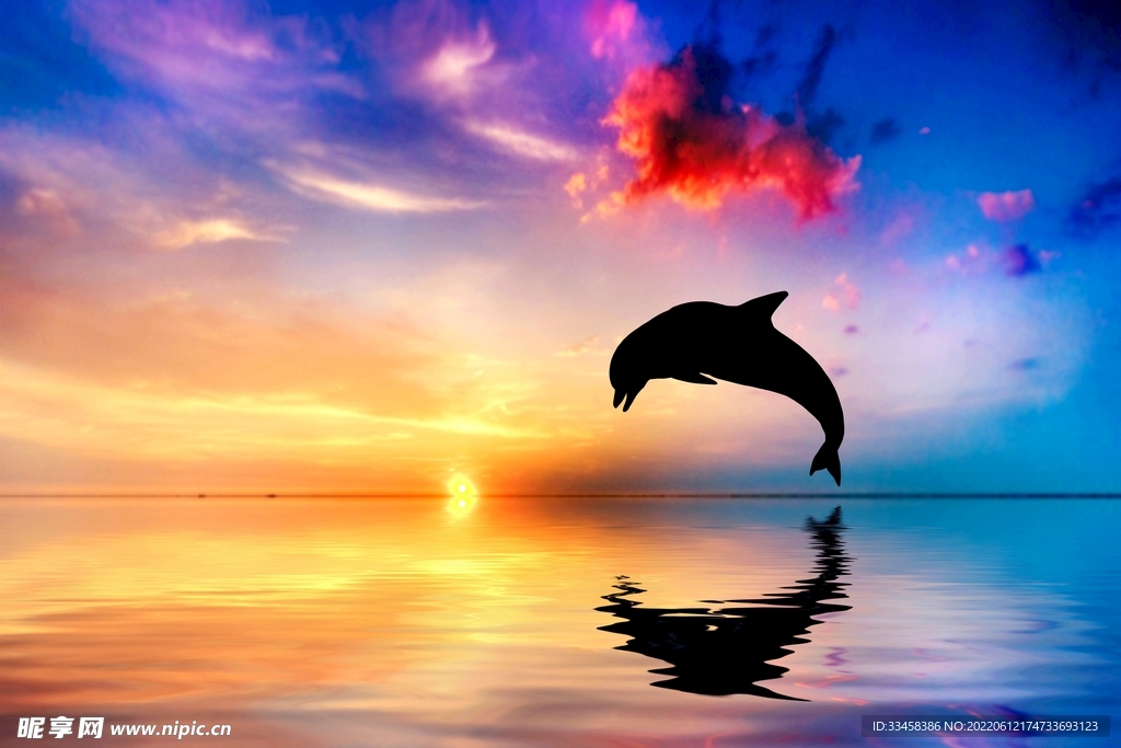 海豚