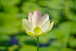 莲花