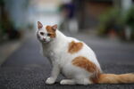 中华田园猫