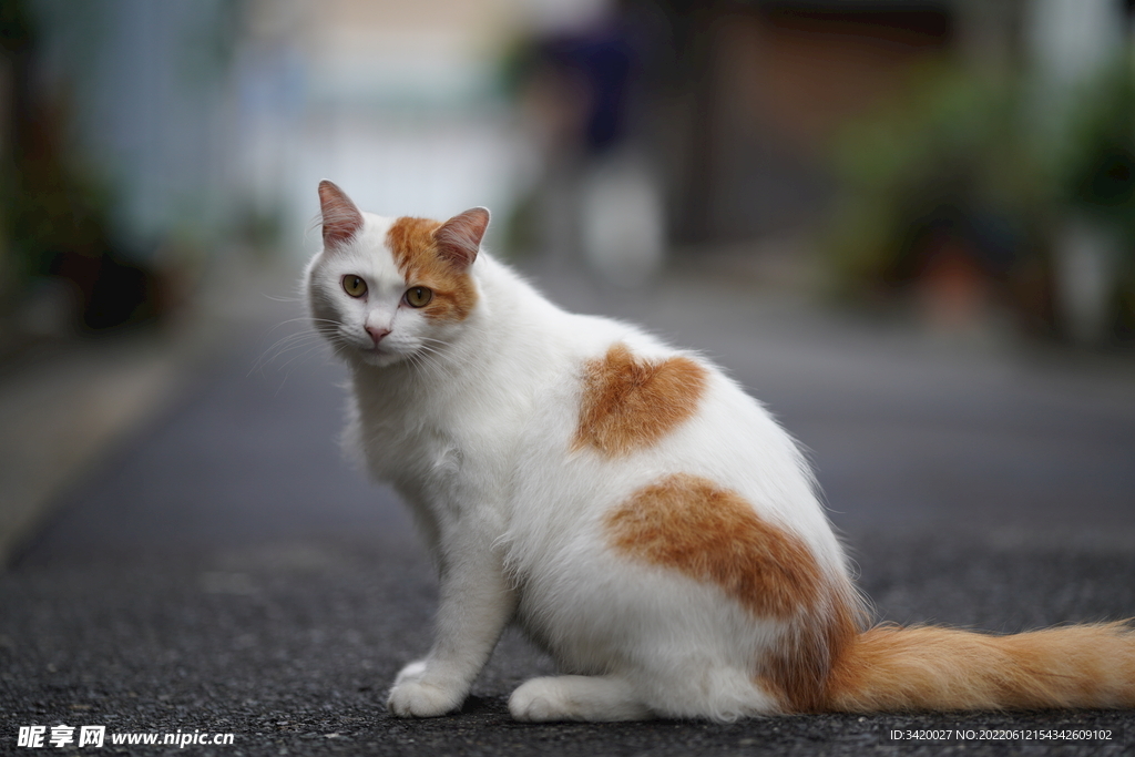 中华田园猫