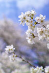 东京樱花