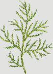 植物叶子