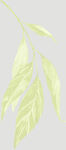 植物叶子