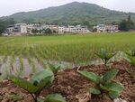 田园风光