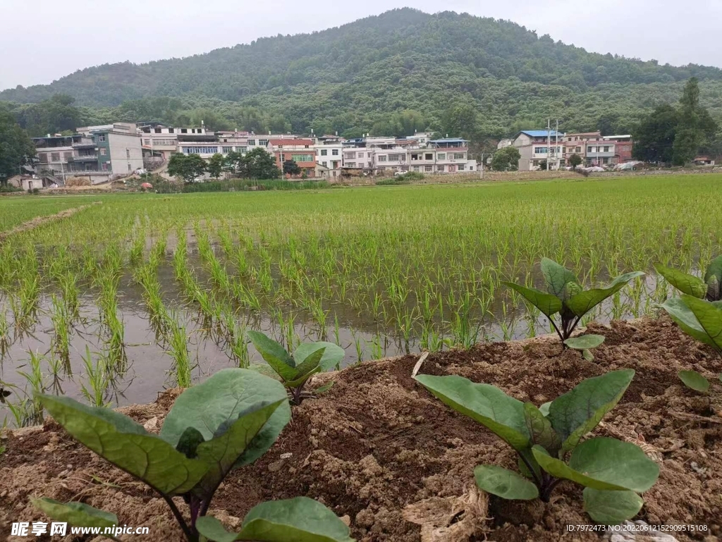 田园风光