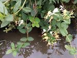 金银花