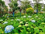绣球花