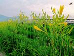 黄花