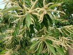 栗花