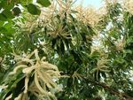 栗花