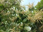 栗花