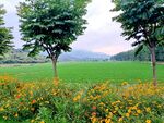 田园风光