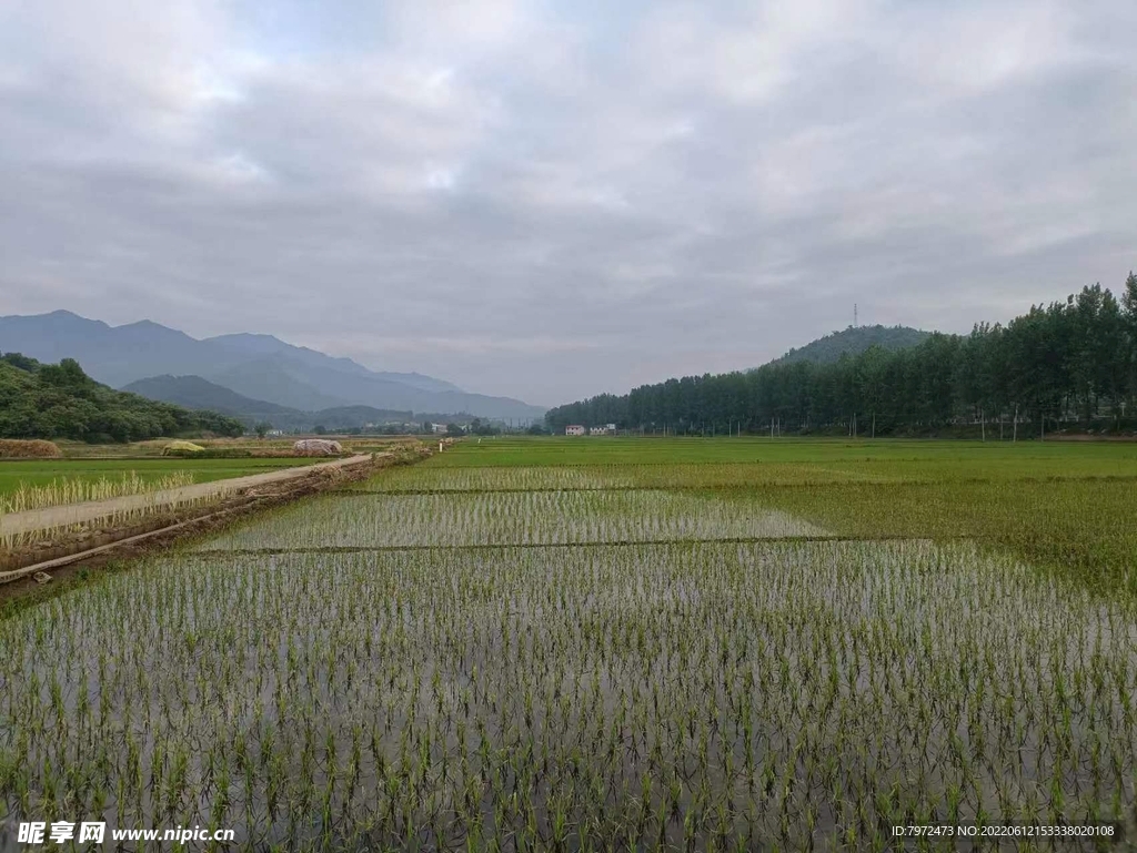 田野