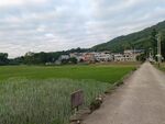 田野