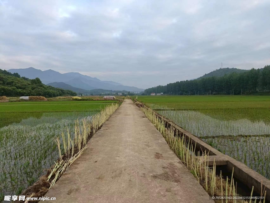 田野