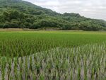田野