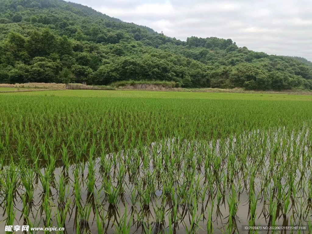 田野