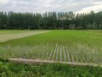 田野