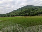 稻田