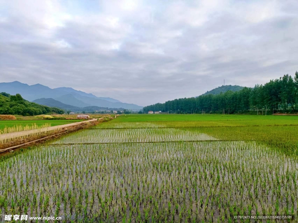 田园