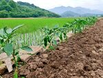田园风光