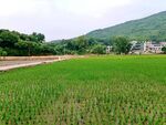 田园风光