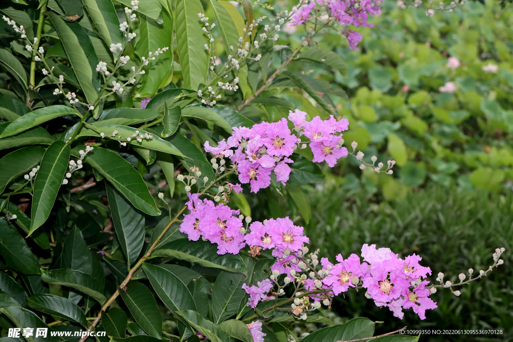 紫薇花