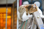 猫 