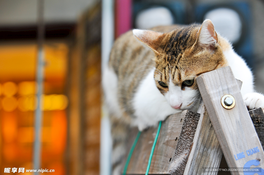 猫 