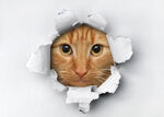猫 
